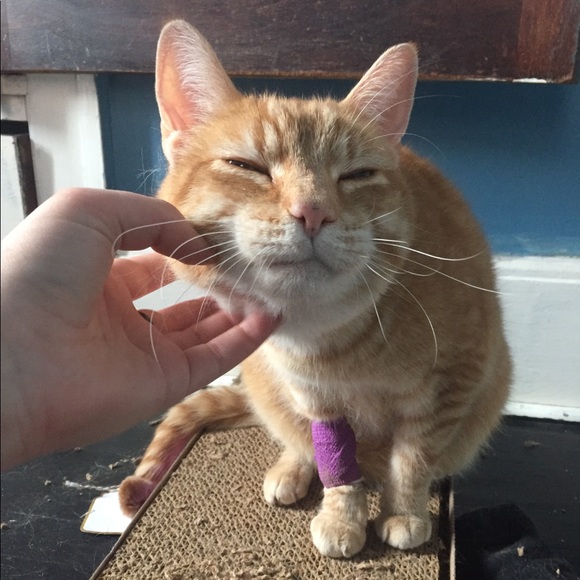 Meet your Posher, Mia - Picture 3 of 7